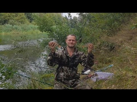 Видео: Плотва Взбесилась. Жор плотвы на Поплавок. Рыбалка на поплавок в Августе!