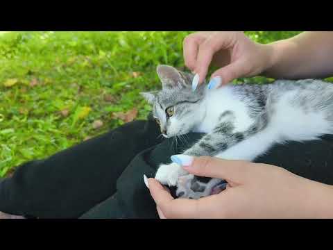 Видео: Наш новий мешканець 