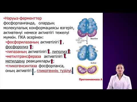 Видео: Гормондар туралы түсінік. Гормондардың жалпы қасиеттері.Әсер ету механизмі