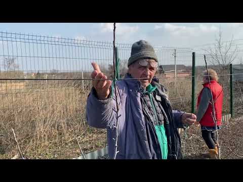 Видео: Обрезка интенсивного сада груши и яблони.