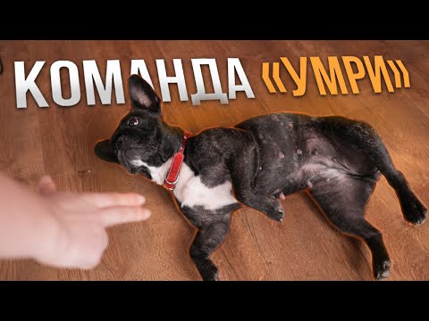 Видео: Как научить собаку команде «УМРИ» или «БАХ»