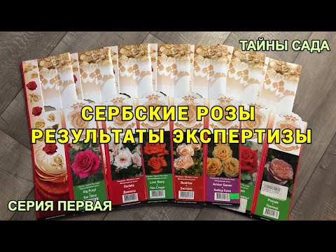 Видео: РЕЗУЛЬТАТЫ ЭКСПЕРТИЗЫ. БАКТЕРИАЛЬНЫЙ РАК НА МОИХ РОЗАХ. ДА или НЕТ. ОТВЕТ НАЙДЕН !!! РОЗЫ ИЗ СЕРБИИ
