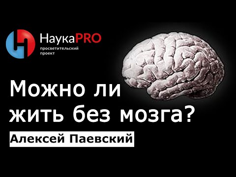 Видео: Можно ли жить без мозга? | Последние данные – Алексей Паевский | Нейроновости | Лекции по медицине