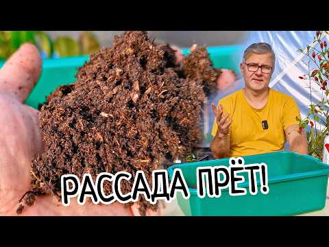 Видео: Идеальный грунт для рассады. ЛЕГКО И ПОНЯТНО! Быстрый рост рассады в правильной почве! Лучший грунт!