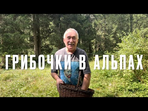 Видео: Грибочки в австрийских Альпах . РЫЖИКИ , ОПЯТА , ЗОНТИКИ. #рыжики #опята #зонтики
