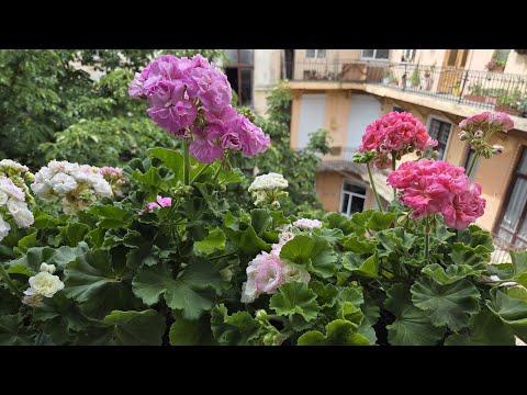 Видео: Обзор пеларгоній на підвіконні, початок липня.