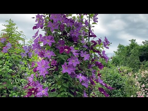 Видео: Сад  6.07.23 г. Это надо сделать обязательно !!! Обрезка клематисов после цветения.