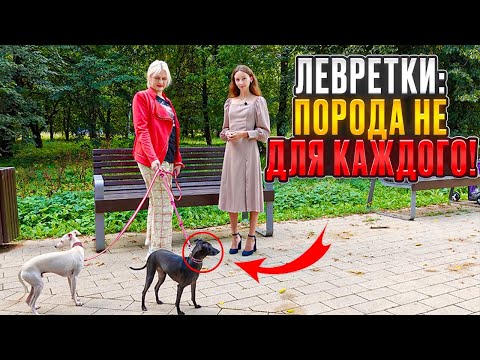 Видео: Озорные Левретки, история заводчицы. Все о породе