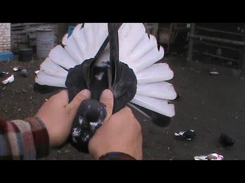 Видео: Николаевские голуби