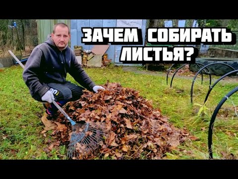 Видео: Нужно ли осенью убирать опавшую  с деревьев листву  на дачном участке