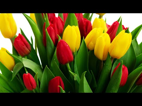 Видео: Нежная Музыка Весны, Любви и Молодости! Красивые и романтические мелодии! Very beautiful music love!