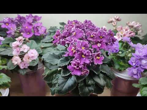 Видео: Миниатюрные фиалки. Сорта и условия выращивания - свет, горшок, удобрение...