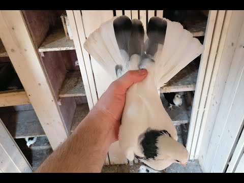 Видео: Показываю впервые лучших бакинских  голубей!!! Голуби линии  Октая и  Арифа!  #pigeons#