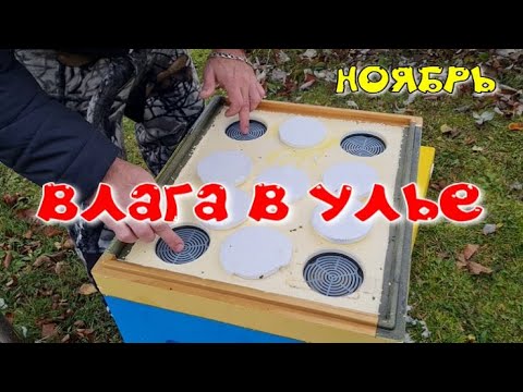 Видео: Пасека в ноябре. Влага в улье ППС с глухим дном.