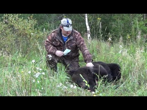 Видео: Охота на медведя | На овсах | 2021