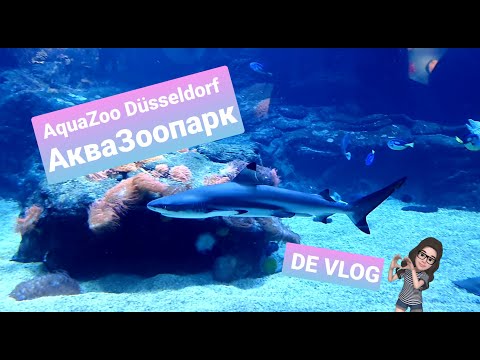 Видео: Germany VLOG#12. АкваЗоопарк в Дюссельдорфе. Aquazoo Löbbecke in Düsseldorf.