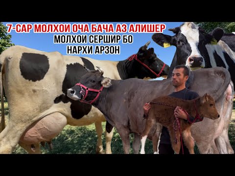 Видео: 7-САР ОЧА БАЧАИ АРЗОН АЗ АЛИШЕР УСПЕТ КУНЕД У8 ноября 2025 г.