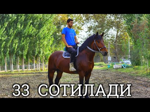 Видео: ТИЛЛОХОН АКАДАН УЛОГИ КУЧЛИК 33 ЛАКАБЛИ ОТИМИЗ СОТИЛАДИ  !..