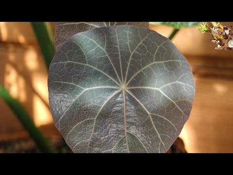 Видео: Проверка связи / Как живет коллекция растений 🌱