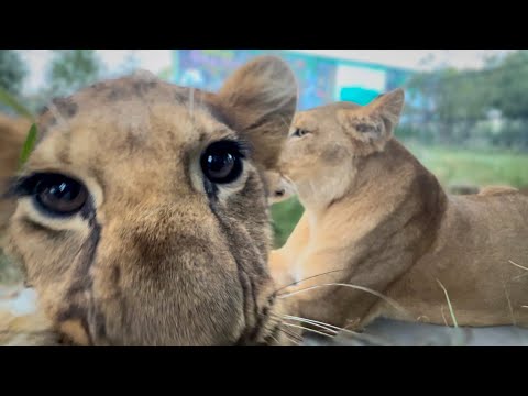 Видео: Львица оставила мне львят и пошла НА РАЗБОРКИ СО ЛЬВОМ(смотрим до конца)!