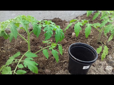 Видео: Чем подкормить томаты при высадке