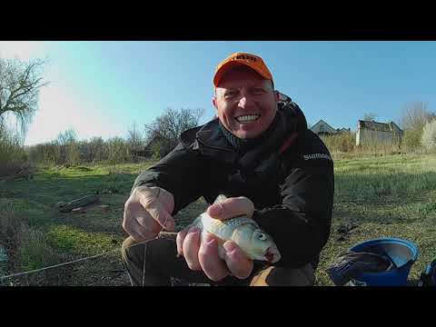 Видео: Крупный карась весной