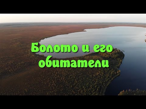 Видео: Болото и его обитатели