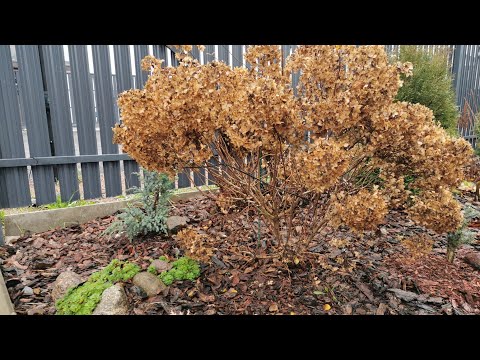 Видео: Осенняя обрезка метельчатых гортензий Тач оф Пинк, Гарденлайт Редлайт, Строуберри Блоссом, Полестар