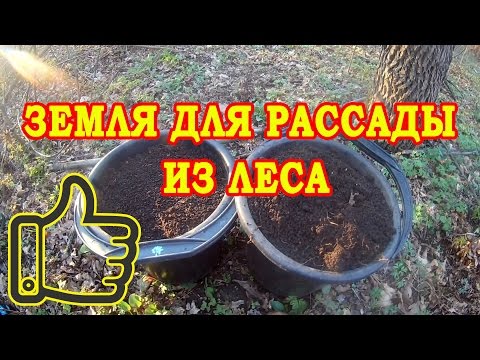 Видео: ЗЕМЛЯ ДЛЯ РАССАДЫ ИЗ ЛЕСА. ОТЛИЧНЫЙ ГРУНТ