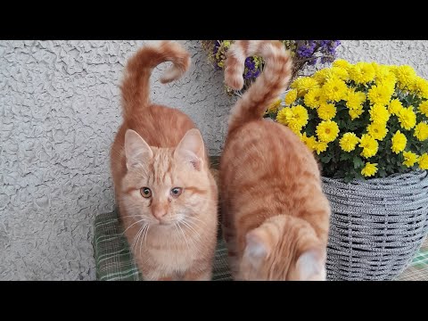 Видео: Мені сподобались новинки)