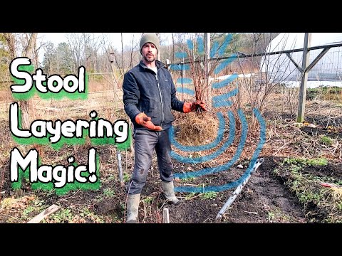 Видео: Размножение жимолости - отводки - это здорово!