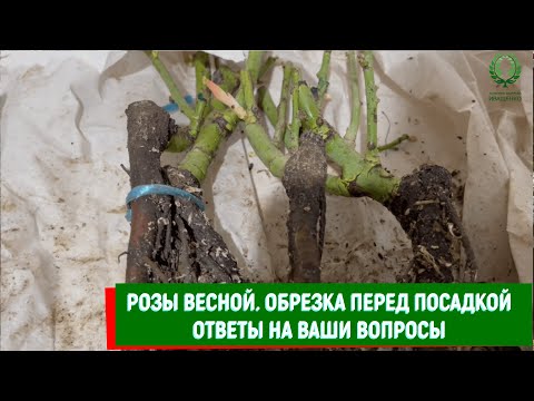 Видео: Розы весной. Обрезка перед посадкой Ответы на ваши вопросы. Питомник 🌹 и 🌲 Е. Иващенко