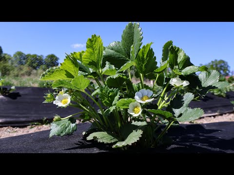 Видео: Ділянка полуниці в 1 Гектар.То є Дорого?