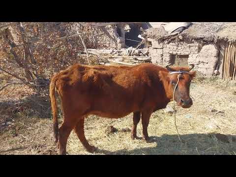 Видео: 990497618 ЕНА БОЛА СОТИЛАДИ ХОРАЗМ  ШОВОТДА