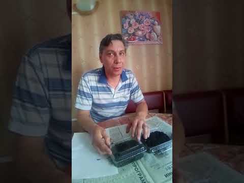 Видео: Выращивание табака в Сибири.