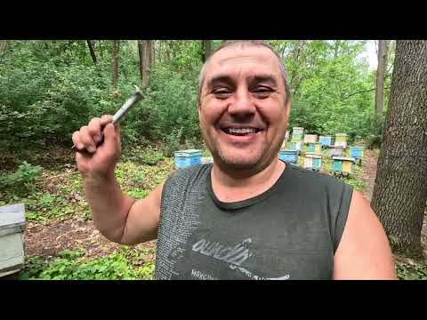 Видео: ✅ Замена старой Матки на Молодую! Часть3! #пчеловодство1