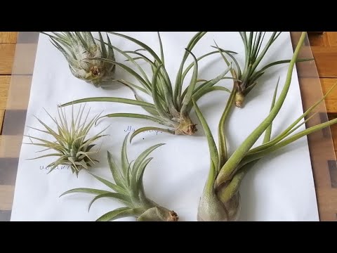 Видео: Мои атмосферные тилландсии 🤗😍