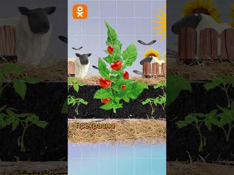 Видео: Опасная сторона удобрений 🙀