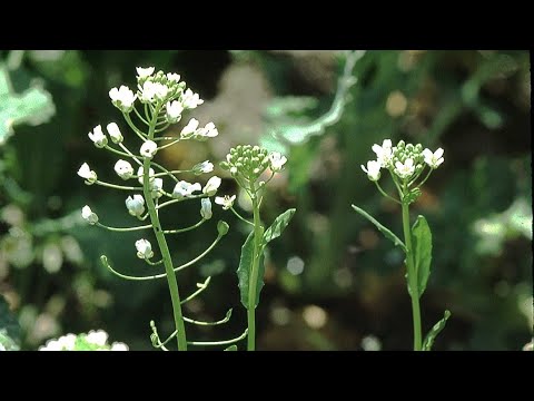 Видео: ПАСТУШЬЯ СУМКА КЛЕЦКИ | КИТАЙЦАМ ЭТО НРАВИТСЯ. А НАМ?