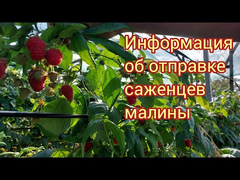 Видео: Информация об отправке саженцев малины, ежевики и другие работы