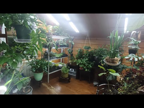 Видео: стеллаж для черенков || обзор растений на продажу || обзор изменений на бромелиевом дереве