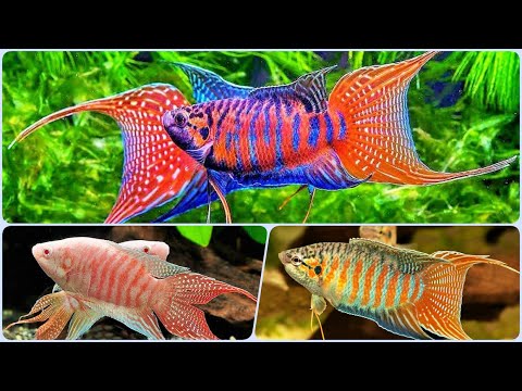 Видео: Рыбка Макропод Содержание в аквариуме Разведение и Совместимость