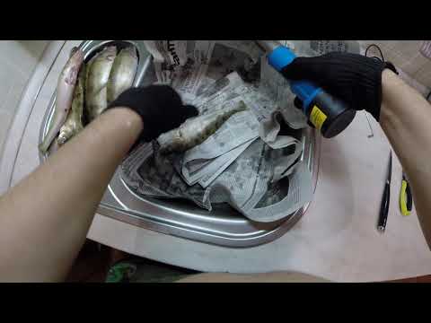 Видео: Чистка судака и берша электрической рыбочисткой