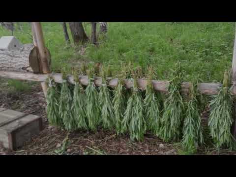 Видео: Биотехния веники для косуль и лосей Иван-чай Сбор и развоз веников по кормушкам в лесу для зверей