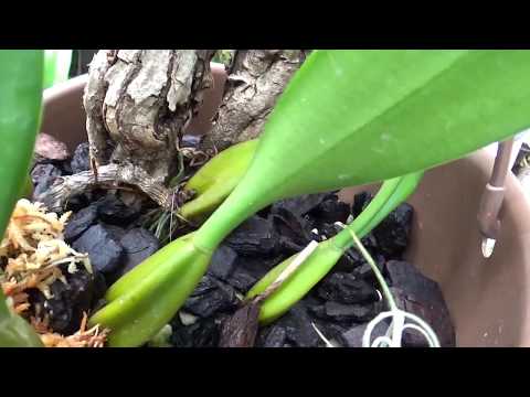 Видео: ОРХИДЕЯ КАТЛЕЯ ПОЛИВ УХОД. БУЛБОФИЛЛУМ - ЦВЕТОНОС ИЛИ НОВЫЙ РОСТ У ОРХИДЕИ? C. perrinii