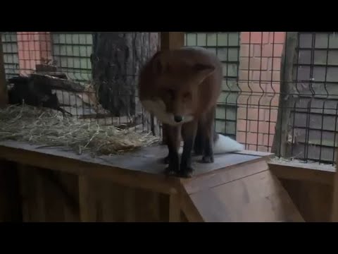 Видео: Алиса - лиса. Завтрак для Игнессио #лисяо #животные #милота #лиса #fox #собака #кормление