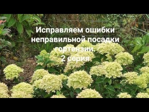 Видео: Исправляем ошибки неправильной посадки гортензии 2 серия.