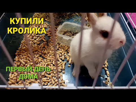 Видео: КУПИЛИ КРОЛИКА. Первый день дома. Карликовый кролик минор.Блог.