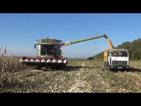 Видео: Комбайн Claas Lexion 770 убирает кукурузу на зерно