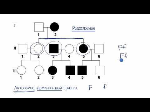 Видео: Родословная (видео 9) | Классическая генетика